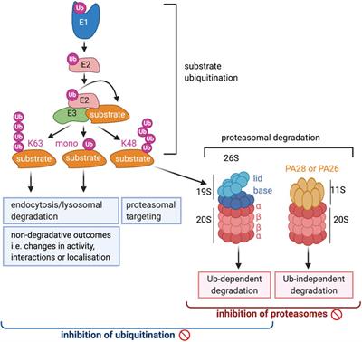 Ubiquitination and the Proteasome as Drug Targets in Trypanosomatid Diseases